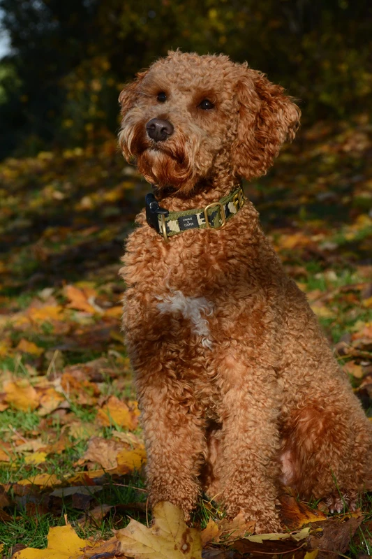 Romagna Water Dog
