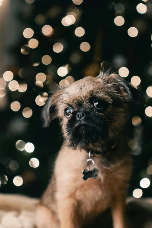 Brussels Griffon