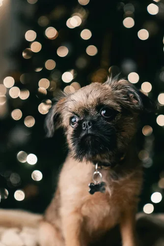 Brussels Griffon