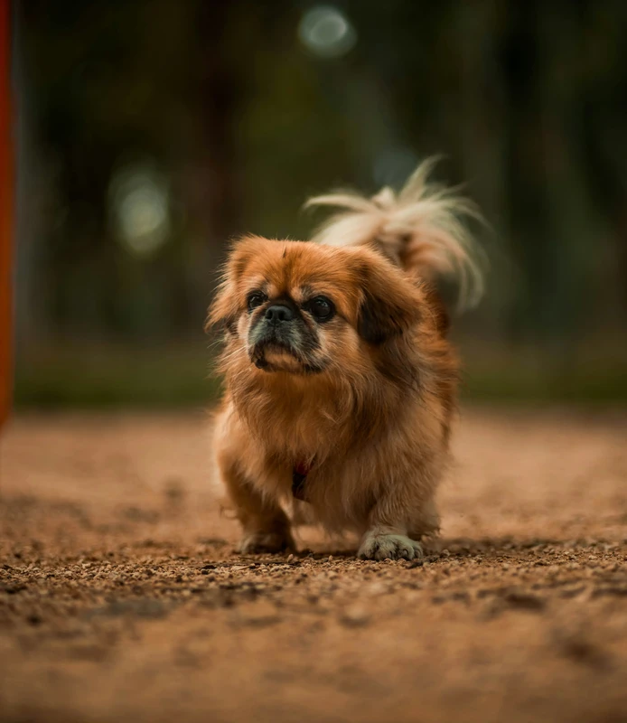 Pekingese