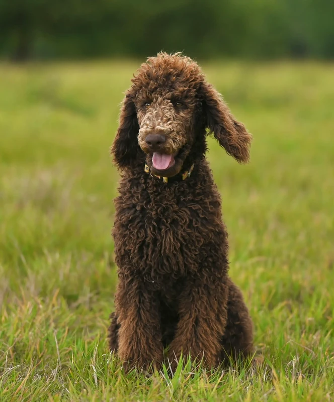 Poodle