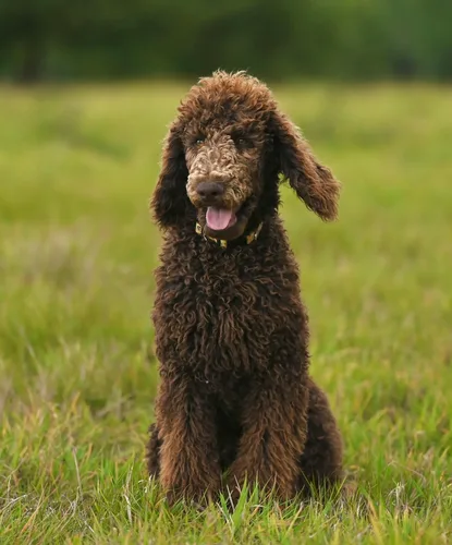 Poodle