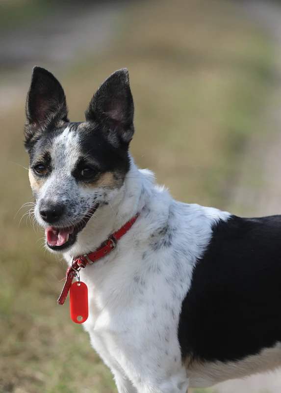 Rat Terrier