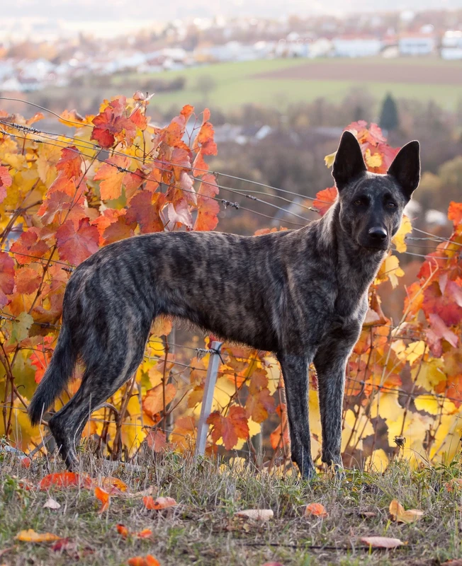 Dutch Shepherd Dog
