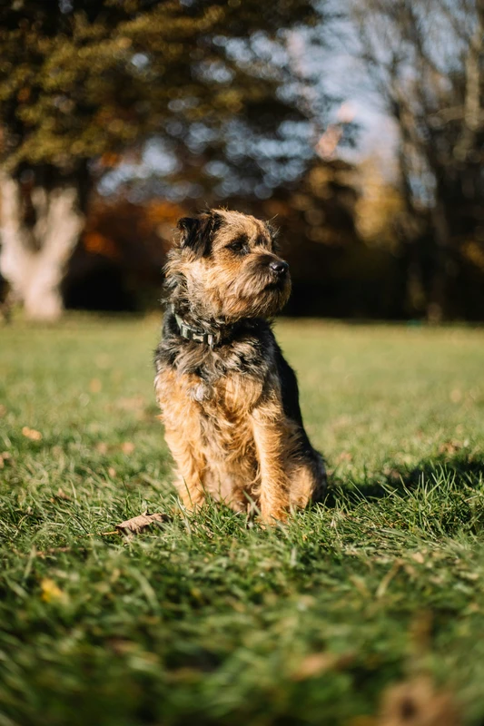 Border Terrier