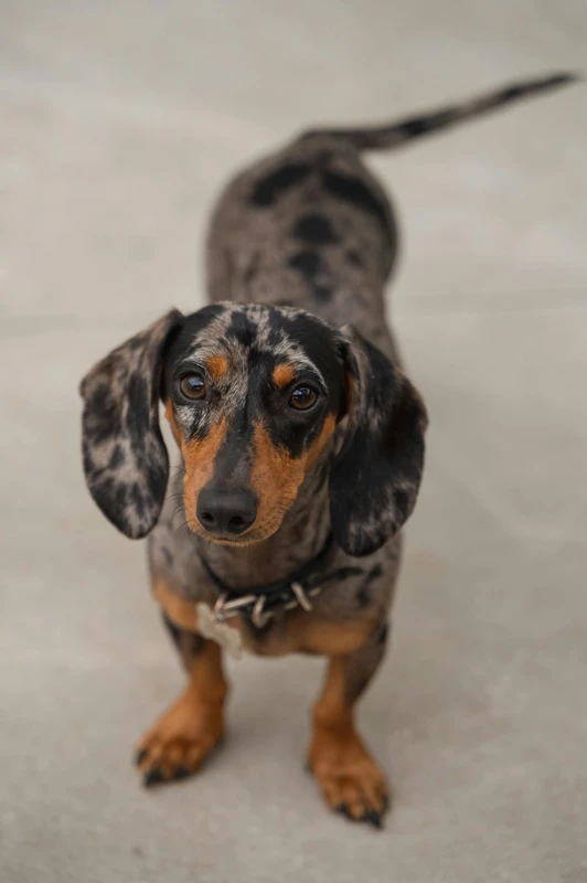Dachshund