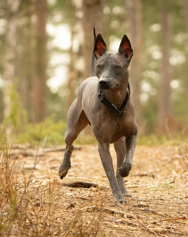 Xoloitzcuintli