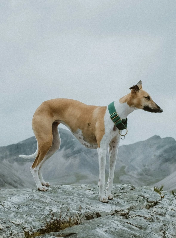 Whippet