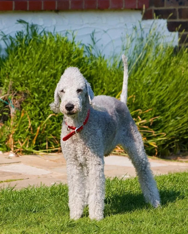 Bedlington Terrier