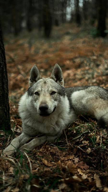 Czechoslovakian Wolfdog