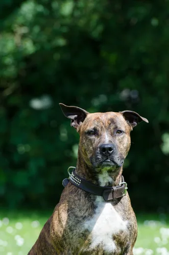 American Staffordshire Terrier