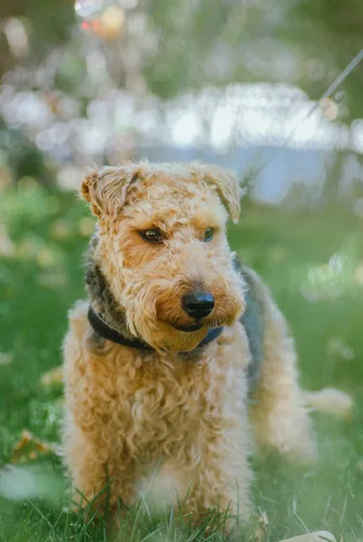 Airedale Terrier