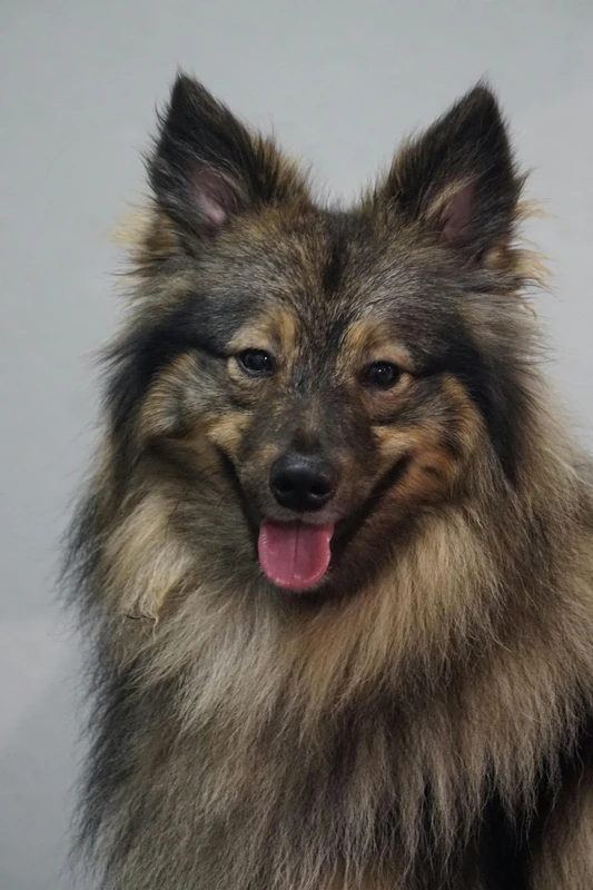 Keeshond (Wolfspitz)