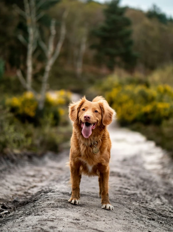 Nova Scotia Duck Tolling Retriever