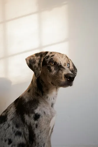 Catahoula Leopard Dog
