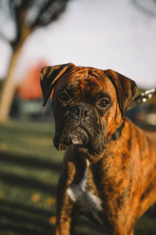 Boxer