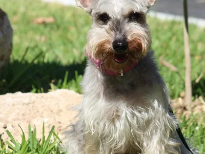 Terrier escocés