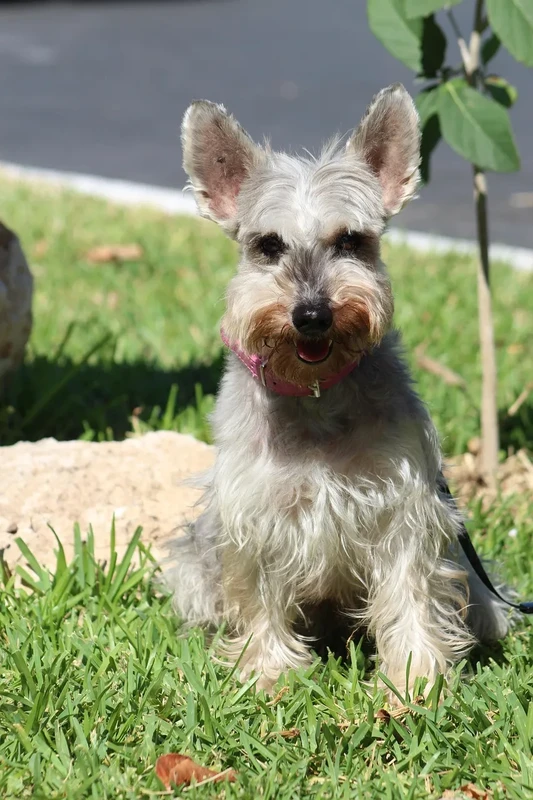 Terrier escocés