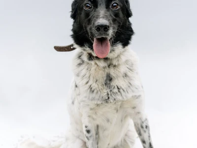 Friesische Vorstehhund