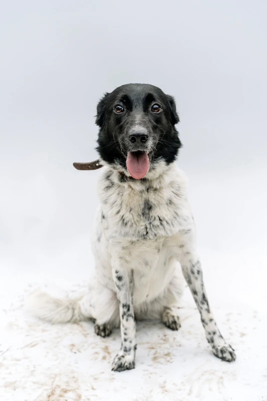 Friesische Vorstehhund