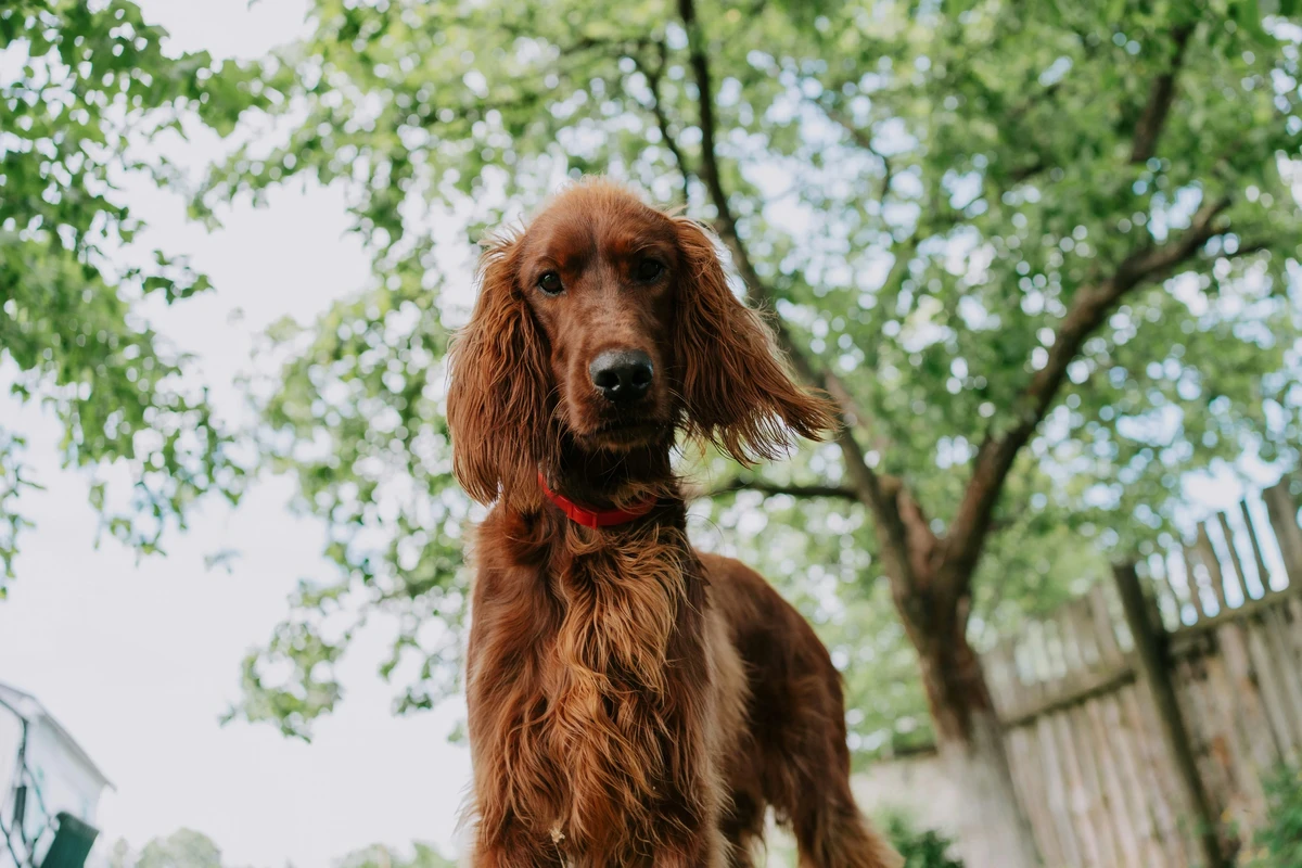 Irischer Setter