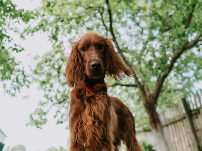 Irischer Setter