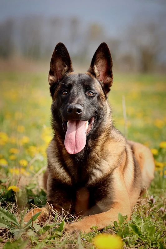 Belgischer Schäferhund