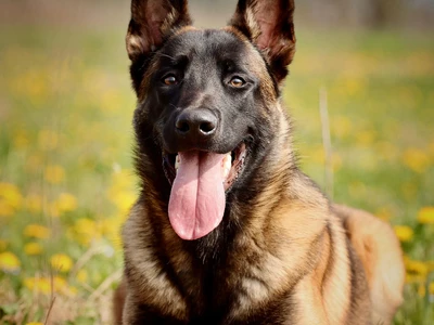 Belgischer Schäferhund
