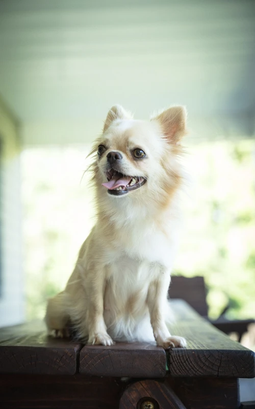Chihuahua