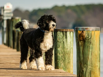 Portugiesischer Wasserhund