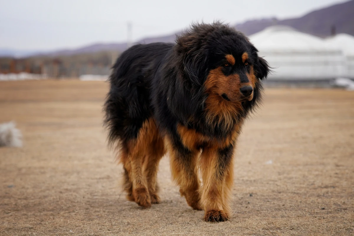 Tibetan Mastiff
