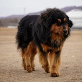 Tibetan Mastiff