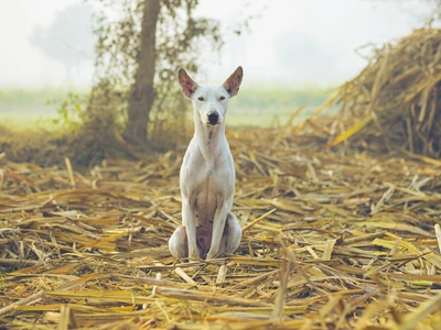 Ibizan Podenco