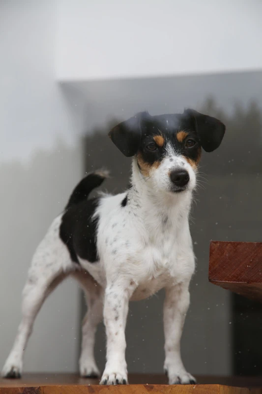 Jack Russell Terrier