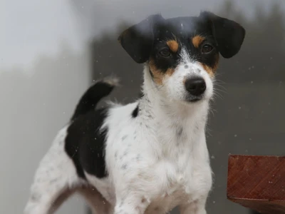 Jack Russell Terrier