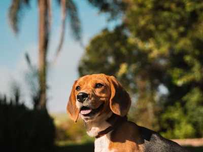Beagle