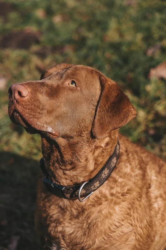 Chesapeake Bay Retriever