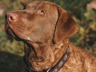 Chesapeake Bay Retriever