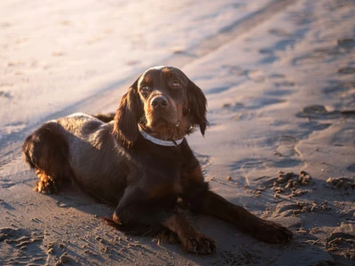 Gordon Setter