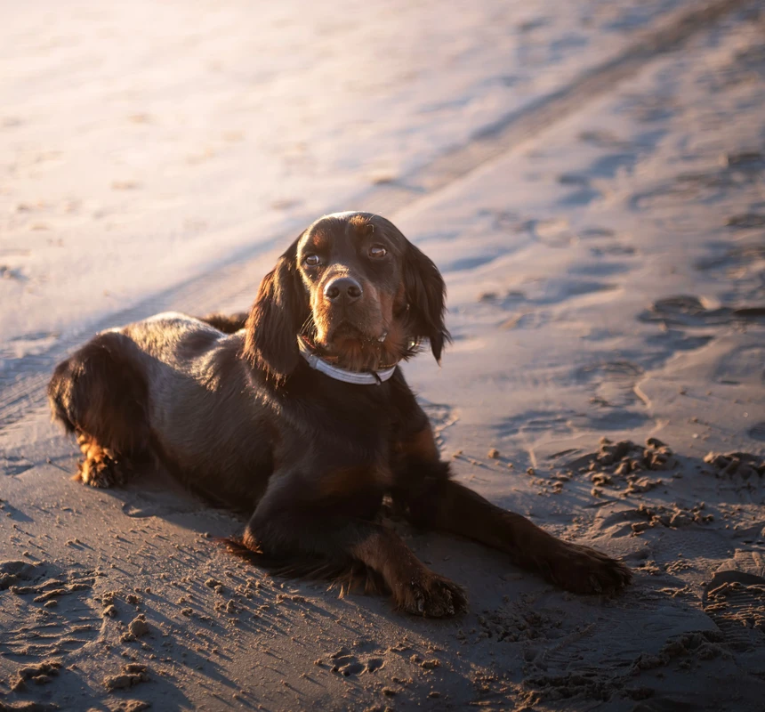 Gordon Setter