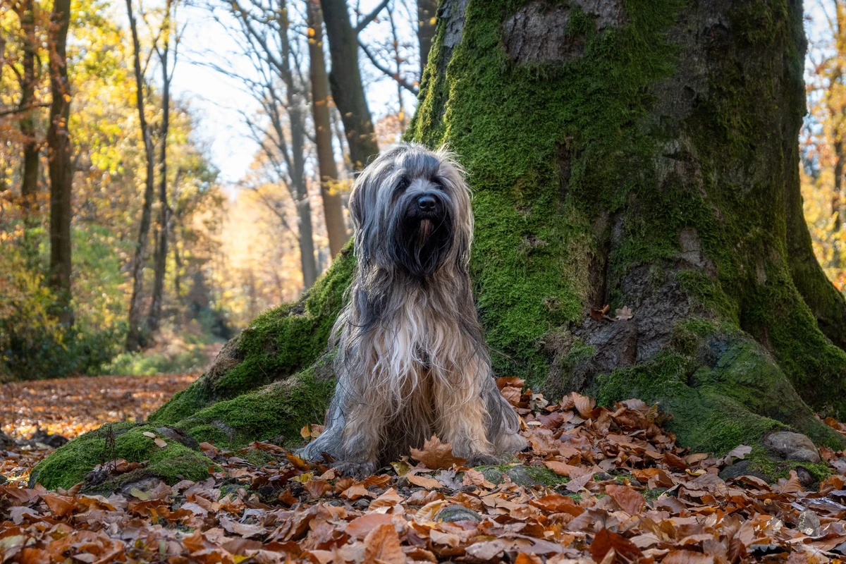Tibetan Terrier