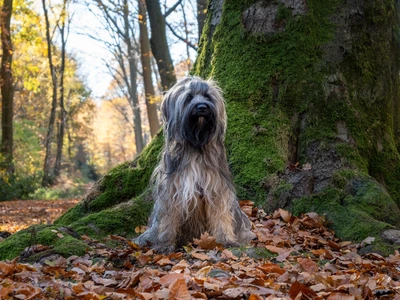 Tibetan Terrier