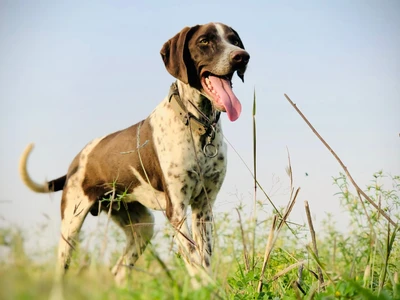 Englischer Pointer