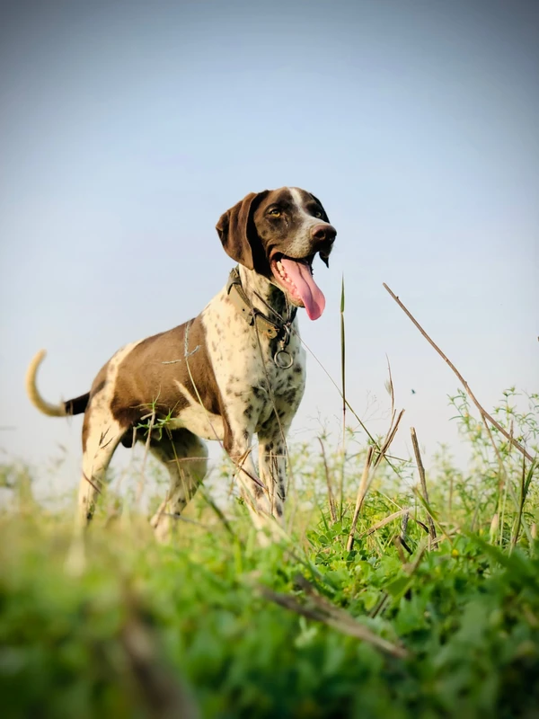 Englischer Pointer