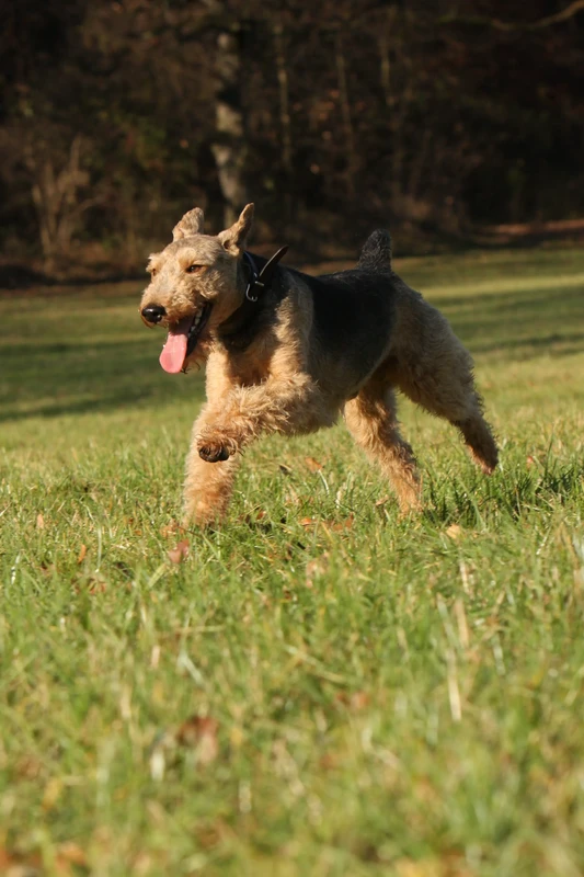 Terrier galés