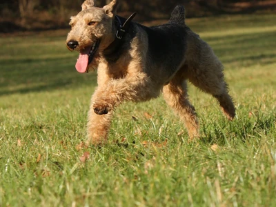 Terrier galés