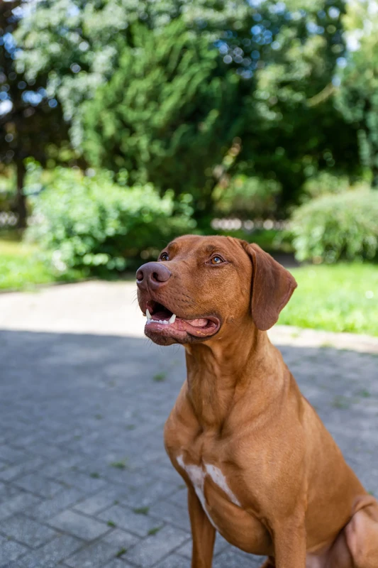 Rhodesian Ridgeback
