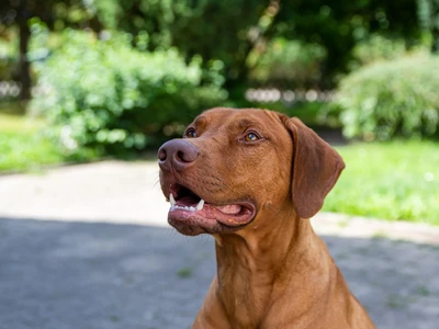 Rhodesian Ridgeback