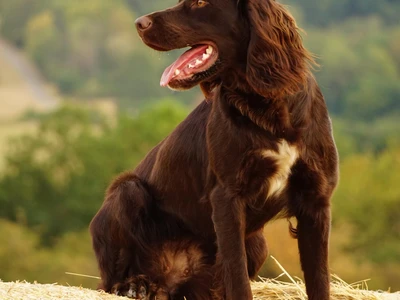 German Spaniel