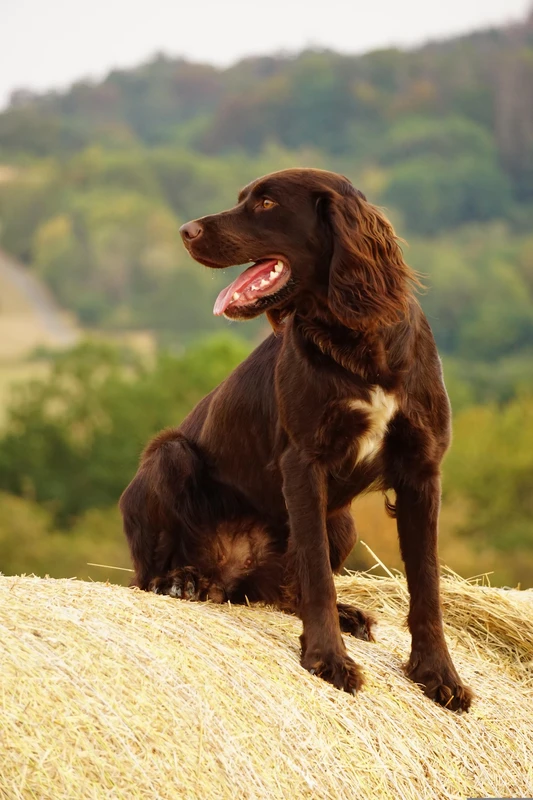 German Spaniel